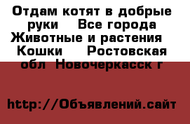 Отдам котят в добрые руки. - Все города Животные и растения » Кошки   . Ростовская обл.,Новочеркасск г.